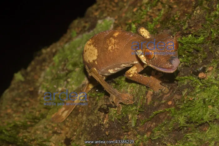 : Rare leaf-tailed gecko (Uroplatus finiavana) on : Rare leaf-tailed gecko (Uroplatus finiavana) on