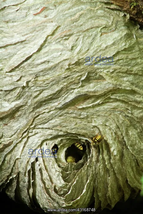 : A rare non-subterranean Eastern Yellow Jacket : A rare non-subterranean Eastern Yellow Jacket