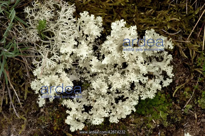 : Rare northern lichen : Rare northern lichen