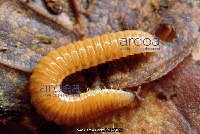 : RARE ORANGE MILLIPEDE - ON LEAF : RARE ORANGE MILLIPEDE - ON LEAF