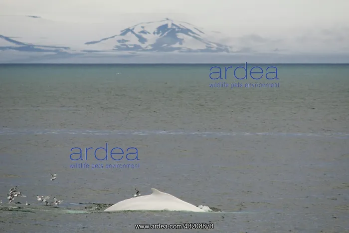 : Rare, possibly the only, white Humpback Whale (Megaptera : Rare, possibly the only, white Humpback Whale (Megaptera