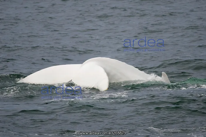 : Rare, possibly the only, white Humpback Whale (Megaptera : Rare, possibly the only, white Humpback Whale (Megaptera