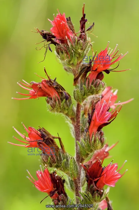 : A rare Red Bugloss : A rare Red Bugloss