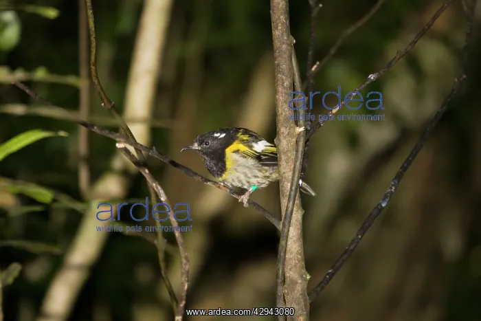  : Rare Stitch bird  /  Hihi