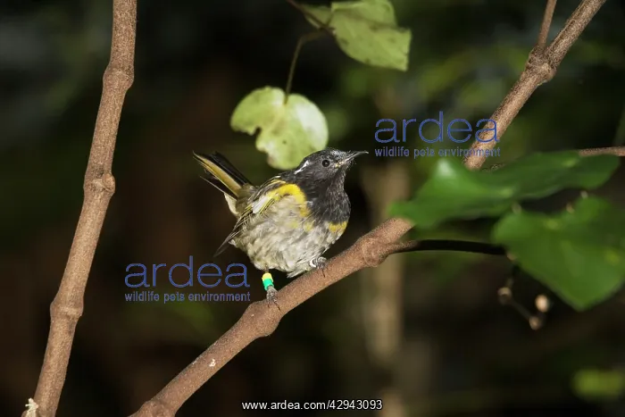  : Rare Stitch bird  /  Hihi