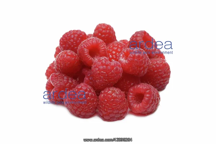 : Raspberries : Raspberries