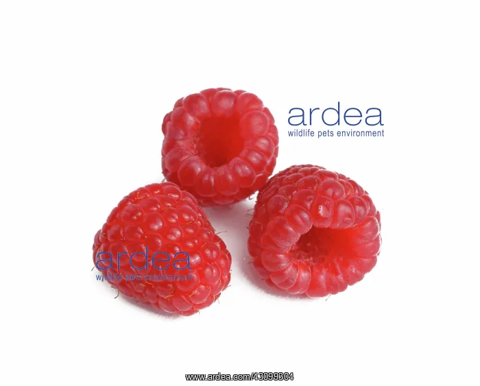 : Raspberries : Raspberries