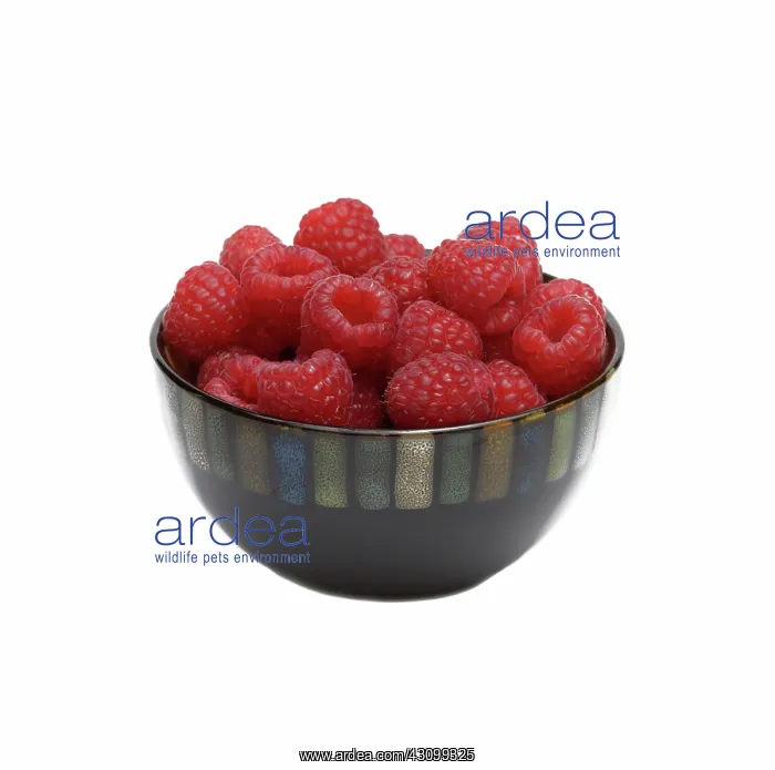 : Raspberries : Raspberries