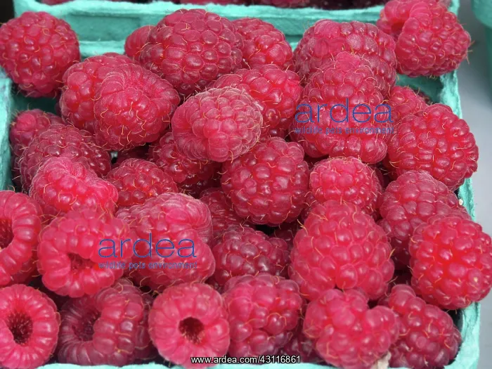 : Raspberries : Raspberries