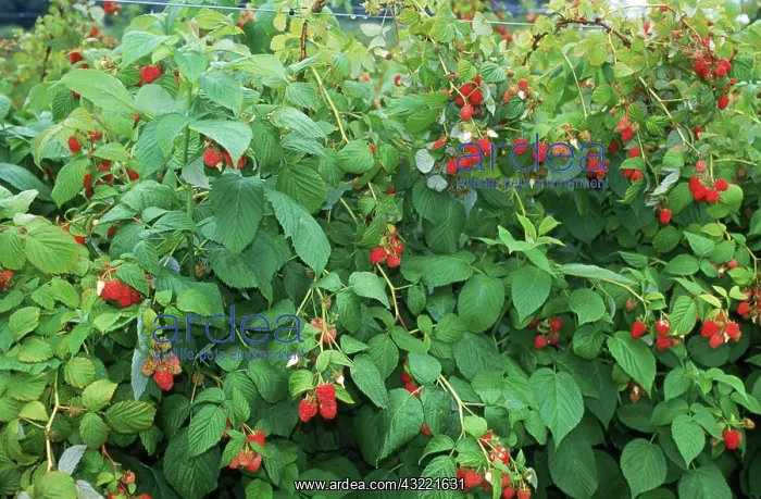 : Raspberries : Raspberries