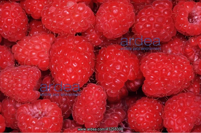  : RASPBERRIES