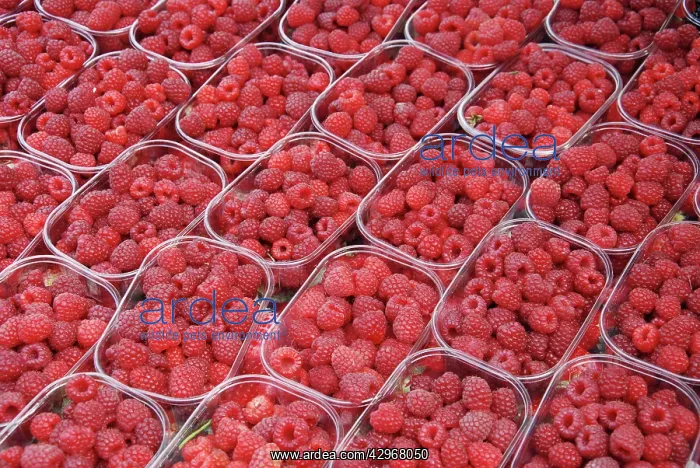 : Raspberries - cultivated fruit : Raspberries - cultivated fruit