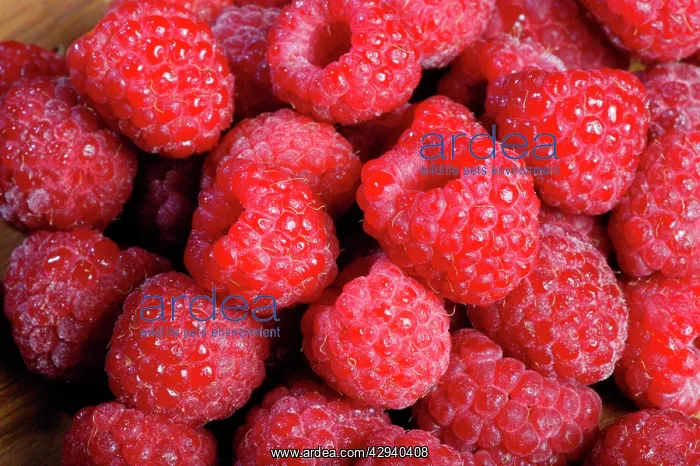 : Raspberry (Rubus idaeus)