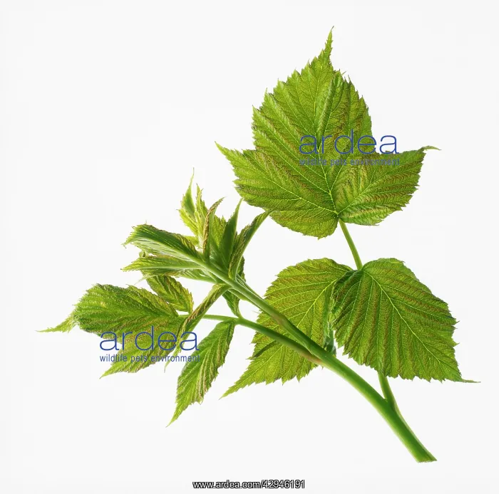 : Raspberry, Rubus idaeus : Raspberry, Rubus idaeus