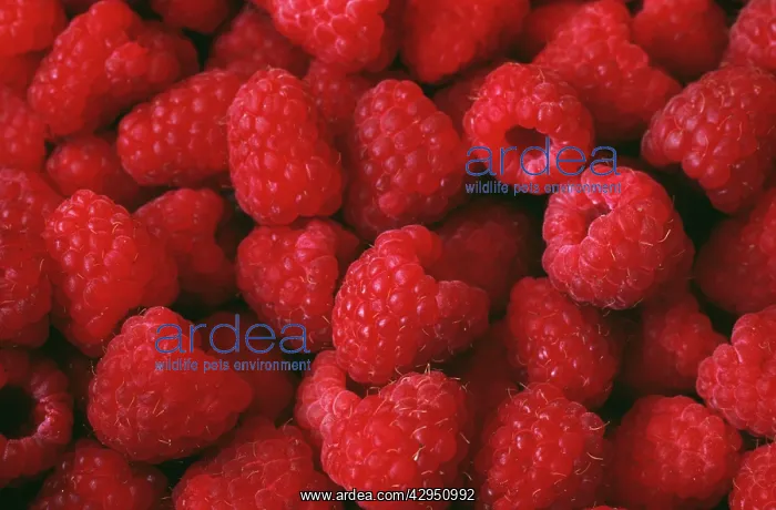 : Raspberry, Rubus idaeus : Raspberry, Rubus idaeus