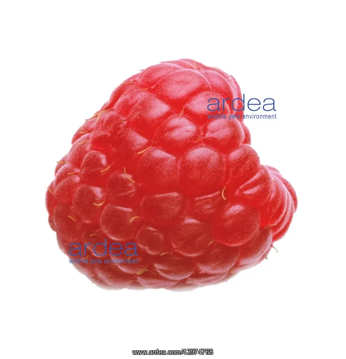 : Raspberry, Rubus idaeus : Raspberry, Rubus idaeus