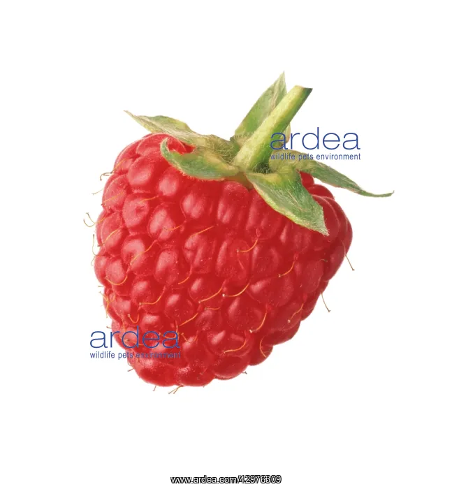 : Raspberry, Rubus idaeus : Raspberry, Rubus idaeus