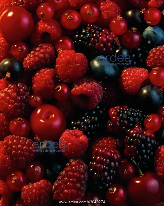 : Raspberry, Rubus idaeus : Raspberry, Rubus idaeus