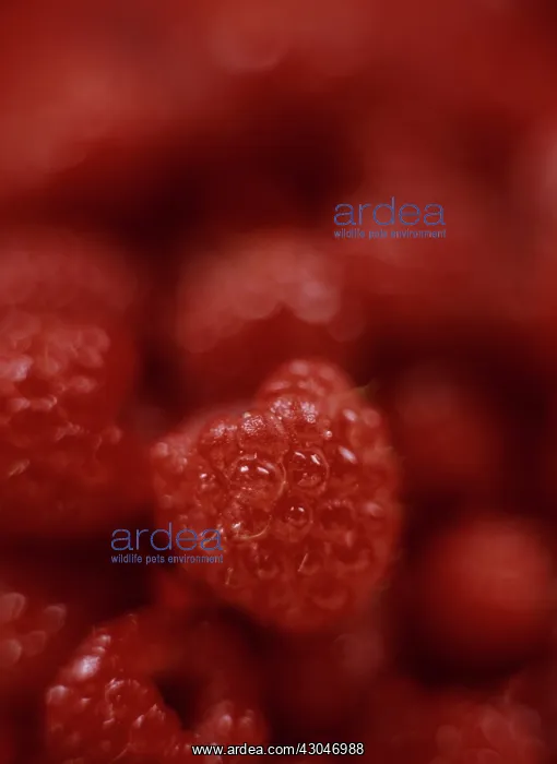: Raspberry, Rubus idaeus : Raspberry, Rubus idaeus