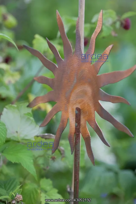 : Raspberry, Rubus idaeus : Raspberry, Rubus idaeus