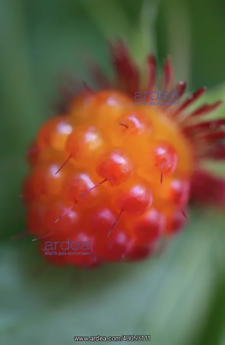 : Raspberry, Rubus strigosus, American raspberry : Raspberry, Rubus strigosus, American raspberry