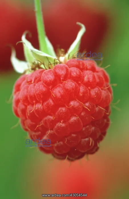: Raspberry, Rubus idaeus : Raspberry, Rubus idaeus