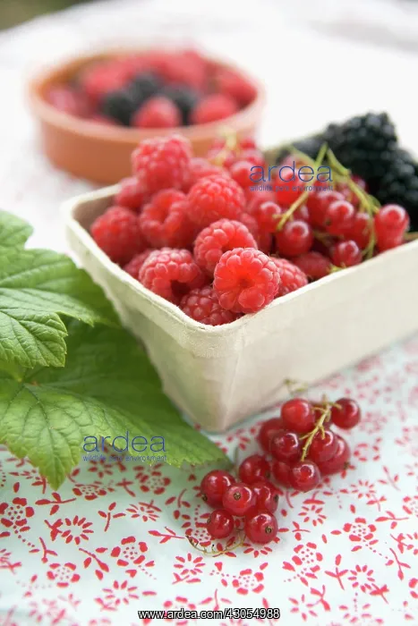 : Raspberry, Rubus idaeus : Raspberry, Rubus idaeus