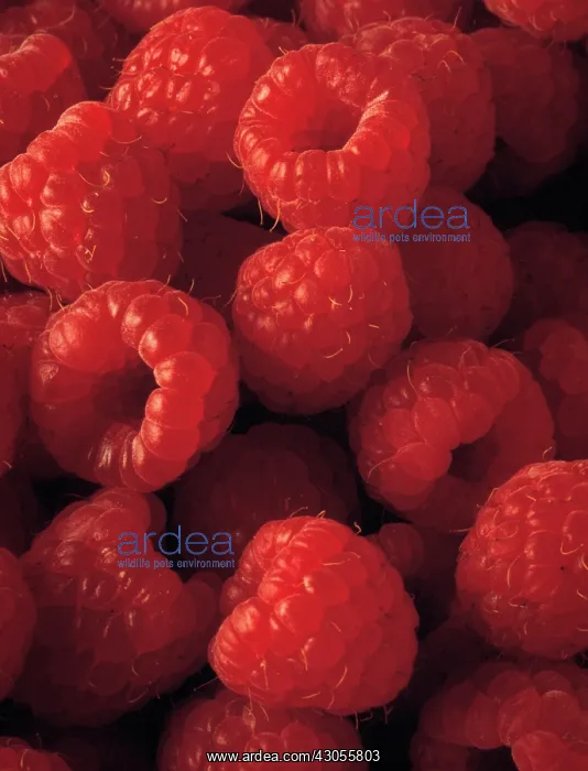 : Raspberry, Rubus idaeus : Raspberry, Rubus idaeus