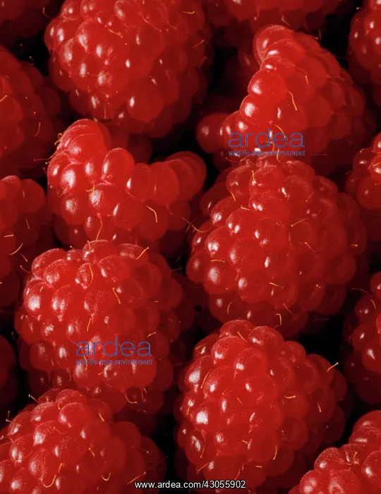 : Raspberry, Rubus idaeus : Raspberry, Rubus idaeus