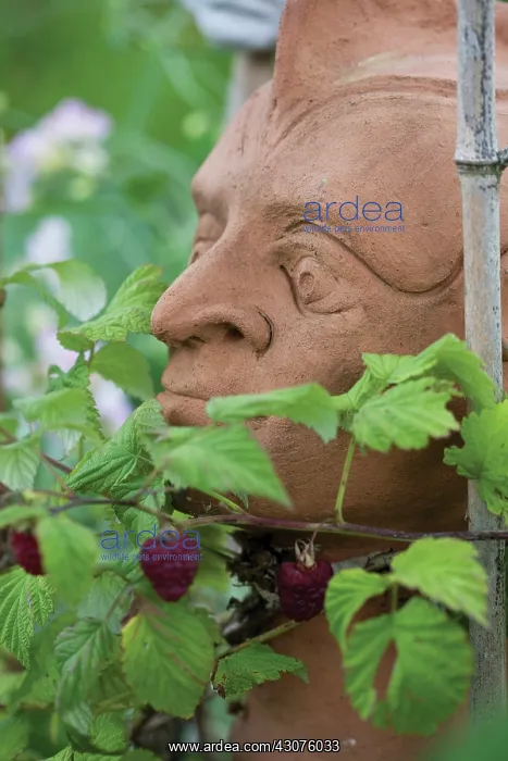 : Raspberry, Rubus idaeus : Raspberry, Rubus idaeus