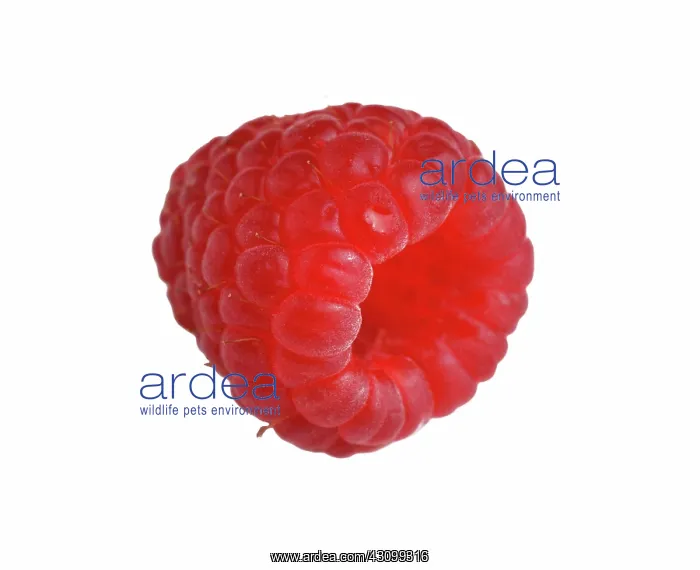 : Raspberry. Fresh raspberry, Rubus sp : Raspberry. Fresh raspberry, Rubus sp
