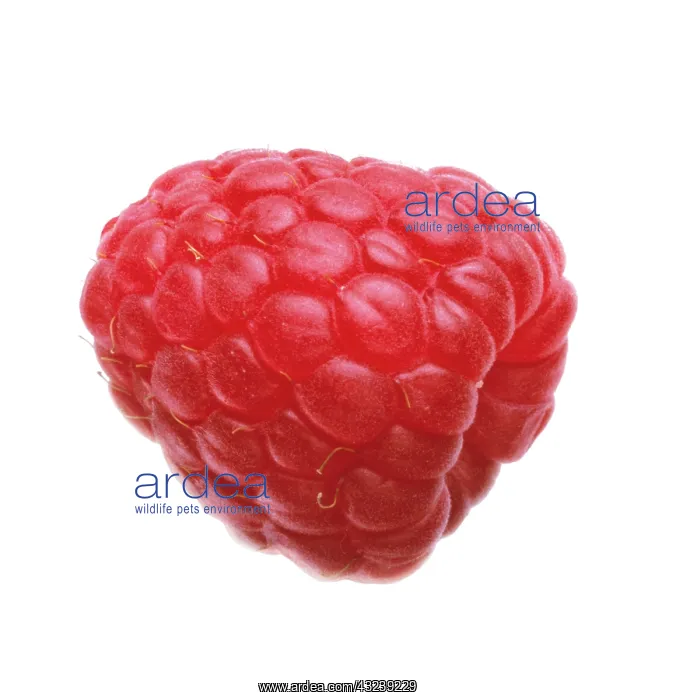 : Raspberry, Rubus idaeus : Raspberry, Rubus idaeus