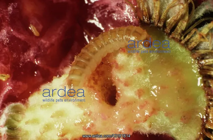 : Raspberry beetle larva : Raspberry beetle larva