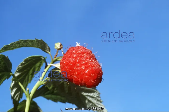 : RASPBERRY - close-up of fruit : RASPBERRY - close-up of fruit