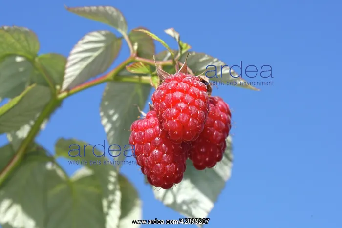 : Raspberry - fruit on plant : Raspberry - fruit on plant