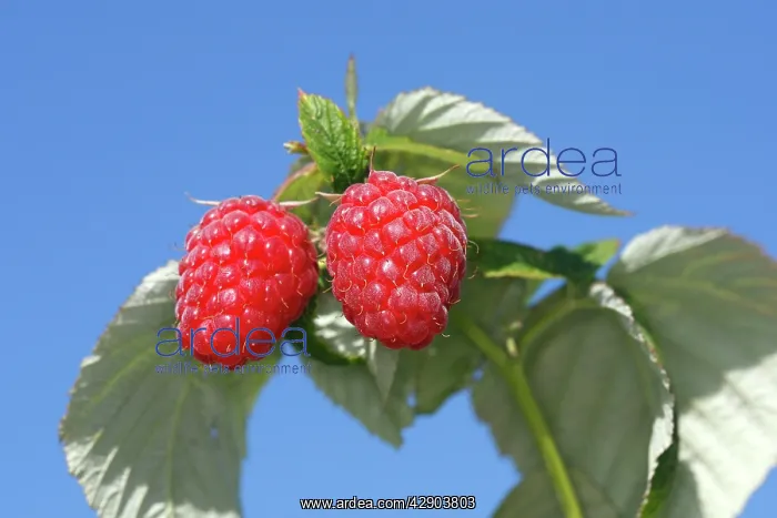 : Raspberry - fruit on plant : Raspberry - fruit on plant