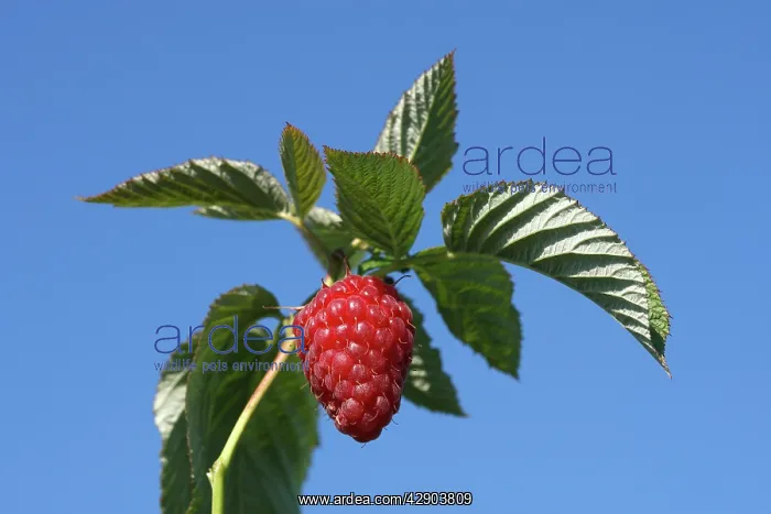 : Raspberry - fruit on plant. Edible : Raspberry - fruit on plant. Edible