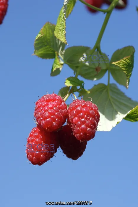 : Raspberry - fruit on plant. Edible : Raspberry - fruit on plant. Edible