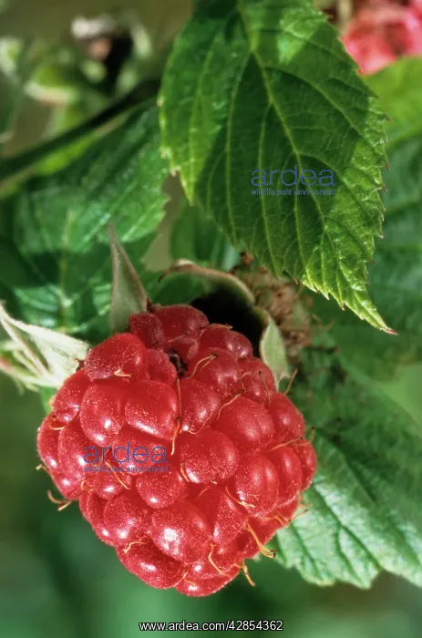 : Raspberry - leaf and fruit : Raspberry - leaf and fruit