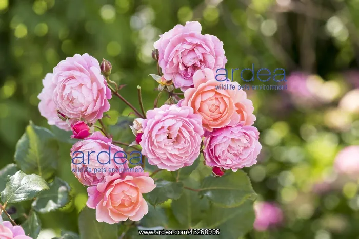 : Raspberry Rose Large Rose Flower Prix Pierre-Joseph : Raspberry Rose Large Rose Flower Prix Pierre-Joseph