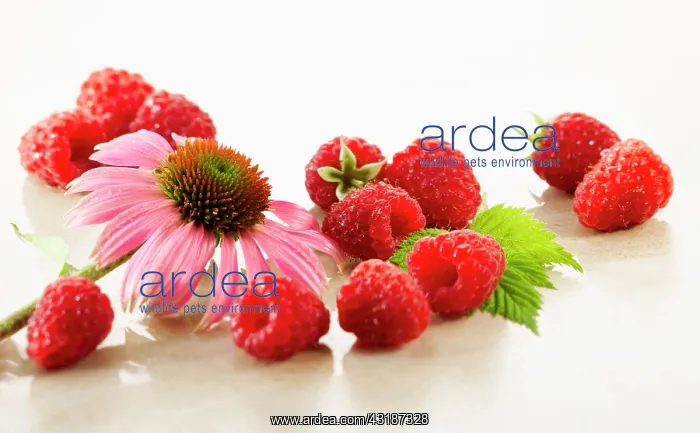 : Raspberry, Rubus idaeus cultivar. Several berries : Raspberry, Rubus idaeus cultivar. Several berries