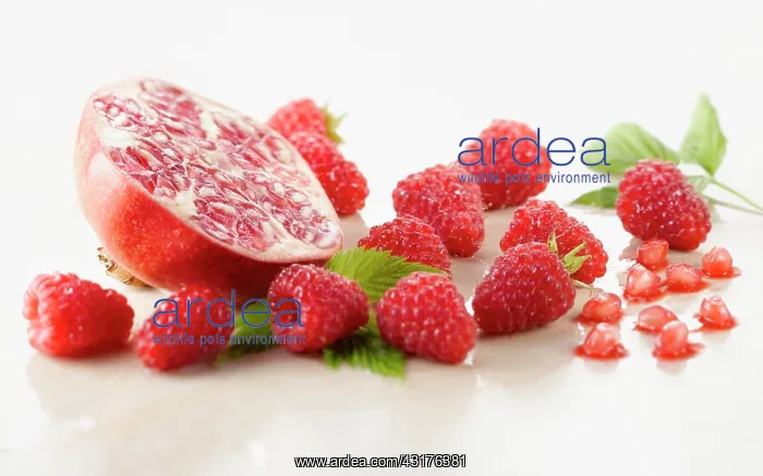 : Raspberry, Rubus idaeus cultivar and Pomegranate : Raspberry, Rubus idaeus cultivar and Pomegranate