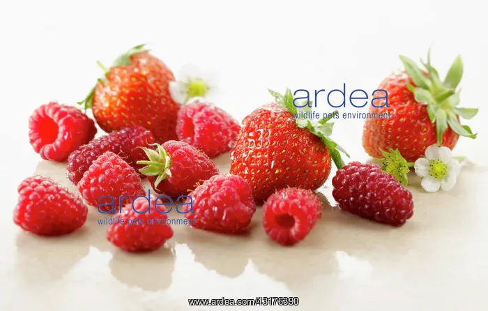 : Raspberry, Rubus idaeus cultivar and Strawberry : Raspberry, Rubus idaeus cultivar and Strawberry