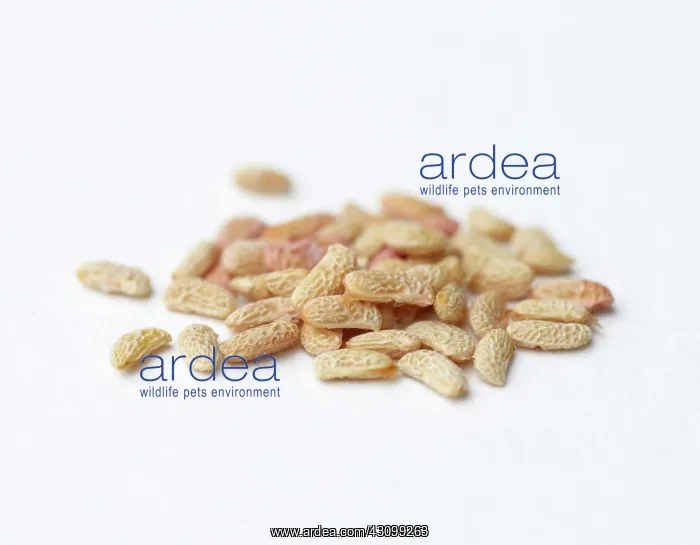 : Raspberry seeds : Raspberry seeds