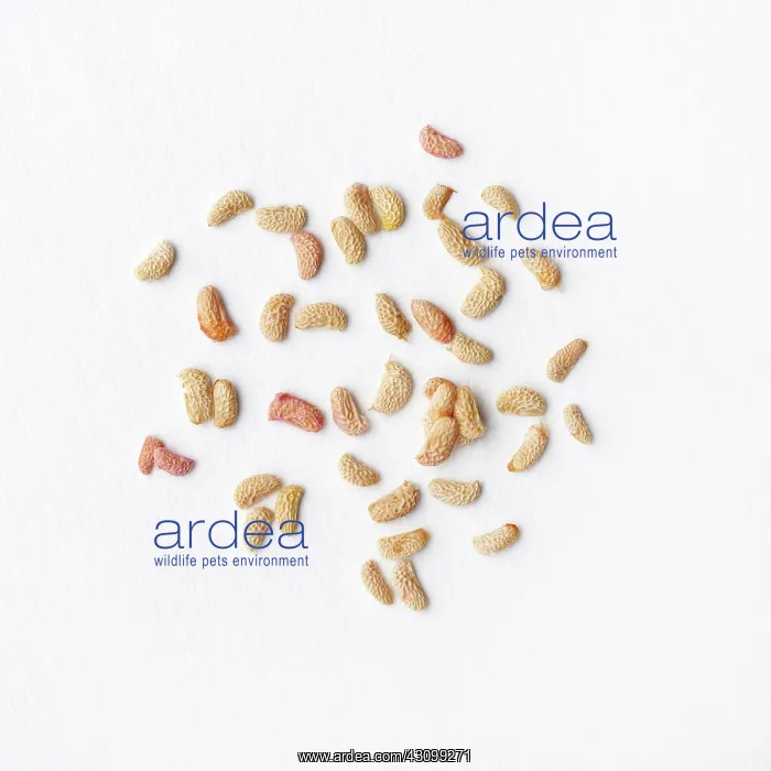 : Raspberry seeds : Raspberry seeds