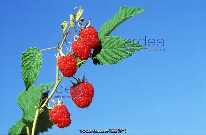  : RASPBERRY - x six on plant