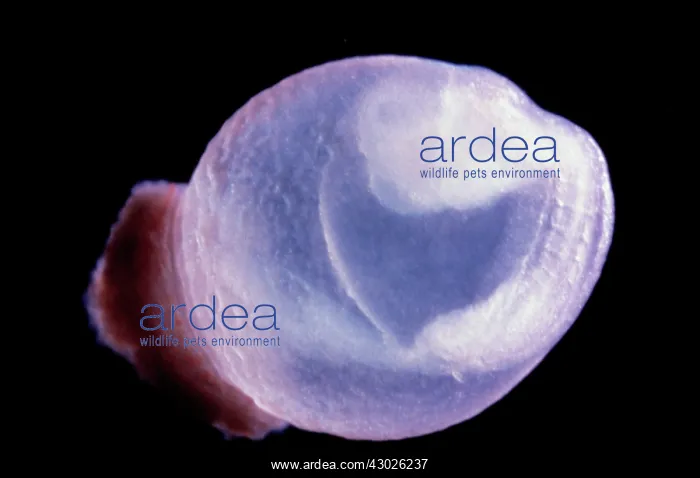 : Rat Embryo 10.2 days after fertilisation in sac : Rat Embryo 10.2 days after fertilisation in sac
