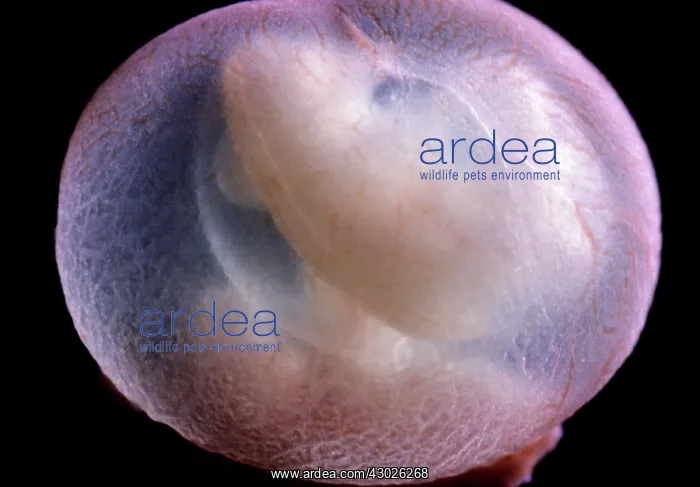  : Rat Embryo 11.5 days after fertilisation
