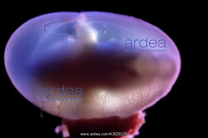 : Rat Embryo - 14.5 days into its gestation period : Rat Embryo - 14.5 days into its gestation period