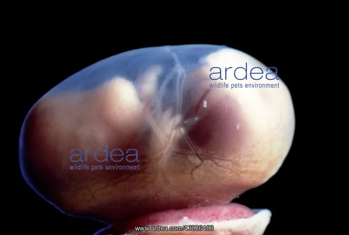: Rat Embryo - 15.5 days into its gestation period : Rat Embryo - 15.5 days into its gestation period